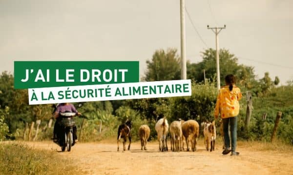 Une chèvre pour renforcer l’autonomie des familles en Haïti